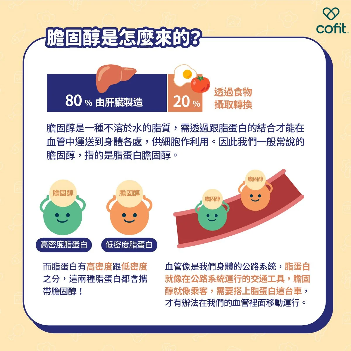 膽固醇來源示意圖：人體約七到八成由肝臟合成，兩到三成來自飲食；膽固醇是細胞膜、神經傳導、荷爾蒙、維生素D與膽汁酸的重要前驅物，飲食型態比飲食中的膽固醇含量更影響血脂與心血管風險。