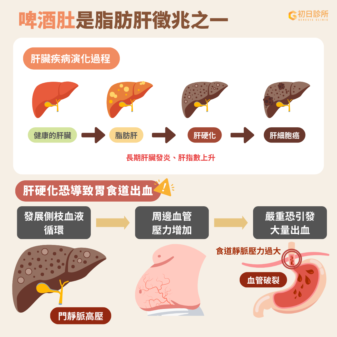 肝臟是人體最大的器官，主要負責解毒、儲存養分、維持生理平衡等多種功能。 當肝臟受到大量外來化合物(ex: 酒精)刺激時會發炎，反覆、長時間的發炎會使肝臟逐漸纖維化，一旦纖維化面積過大就會形成肝硬化，甚至演變成肝癌，這也是俗稱的「肝癌三部曲」。 肝硬化是肝臟組織纖維化的最終階段，通常伴隨肝臟功能衰竭，導致營養不良。此外，纖維化組織也會造成肝門靜脈血壓過高，引發腹水及食胃道靜脈曲張。因此容易有四肢消瘦、腹部膨脹的體態。由於食道靜脈血壓過高，靜脈破裂後可能導致吐血的情況[Ref]。 一個健康的肝臟要演變成肝硬化通常需要經過非常漫長且反覆的肝臟發炎過程。其中，脂肪肝便是造成慢性肝炎的重要危險因子之一。 值得注意的是，脂肪肝是可逆轉的，但一旦演變成肝硬化，恢復的可能性便大幅降低。