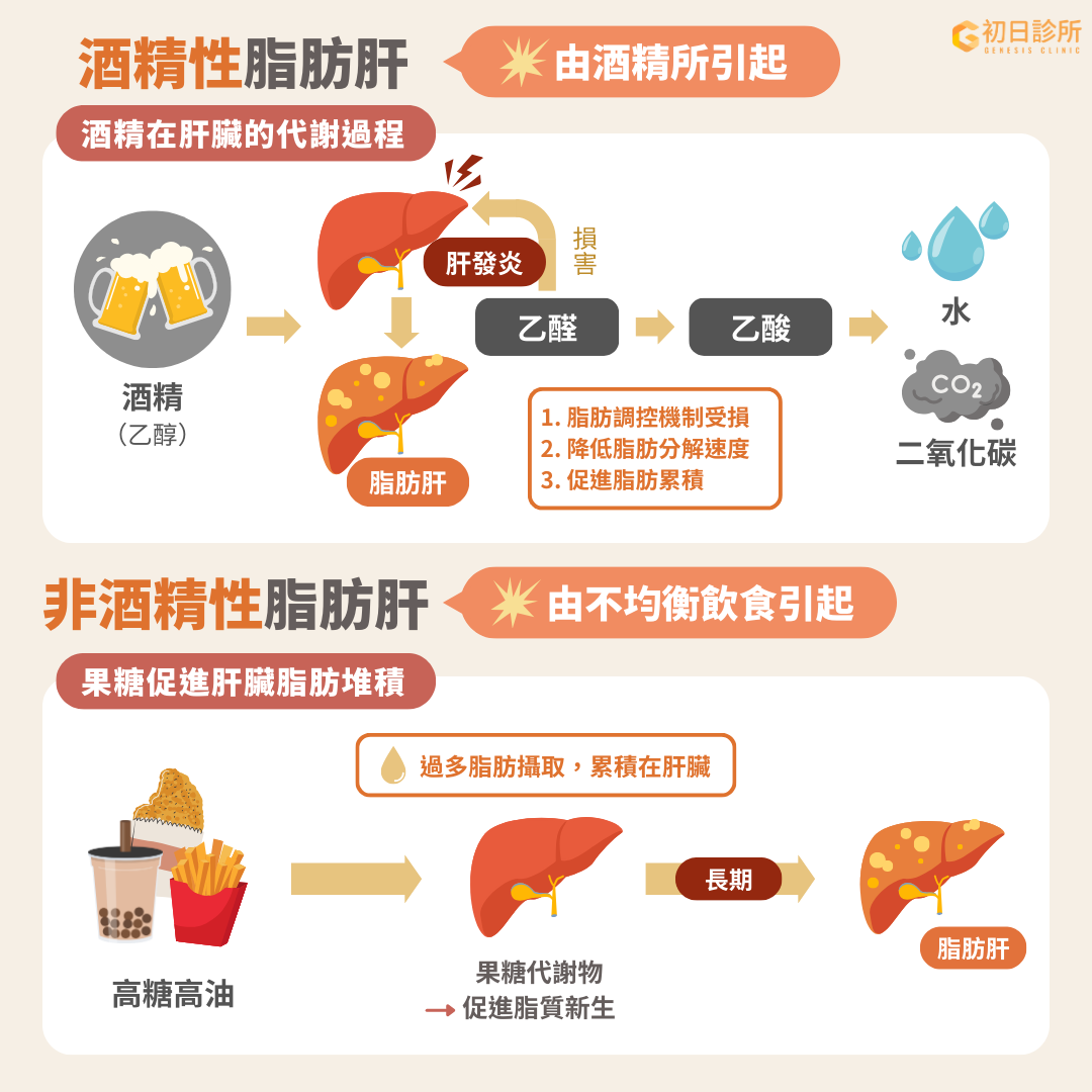 酒精性脂肪肝 長期過量飲酒是造成酒精性肝炎和脂肪肝的主因，根據研究顯示，平均每天攝取30克酒精的量，就足夠引起肝臟損傷[Ref][Ref]。 酒精經過代謝後會產生乙醛這種致癌物質，並在後續代謝過程中產生自由基、活性氧物質(ROS)等物質破壞細胞，造成肝臟細胞發炎、死亡，同時影響脂肪的調控機制，降低脂肪分解速度、促進脂質新生，長期下來便逐漸形成脂肪肝[Ref][Ref]。 非酒精性脂肪肝 又叫代謝性脂肪肝，主要發生原因來自不均衡、高油高糖的飲食型態，其中果糖更是加劇這種飲食型態危害的重要因素，果糖在人體內的代謝路徑與葡萄糖不同，果糖的代謝產物會使肝臟細胞無法感受到能量充足的訊號，並且直接刺激脂質新生相關基因表達，進一步促進脂肪堆積、脂肪肝發生[Ref][Ref]。