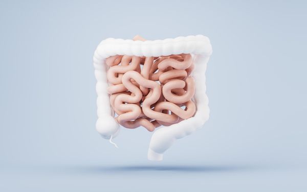 ntestinal tract with digestive health concept 3d rendering 