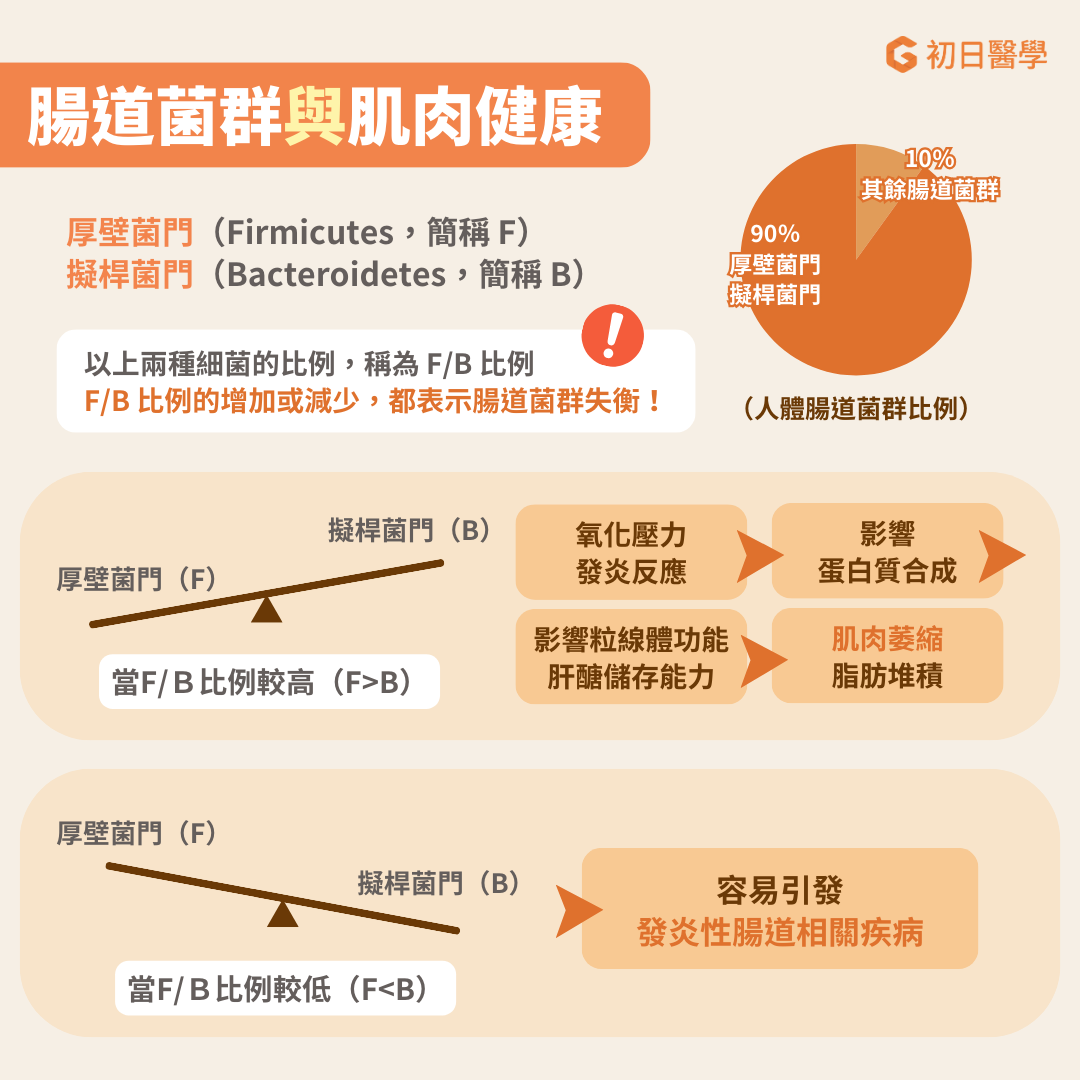 腸道中有兩種最常見的菌為厚壁菌門 (F) 和擬桿菌門 (B)，佔了我們體內腸道菌的90%。這兩種細菌的比例，簡稱 F/B 比例，對於維持正常的腸道恆定有重要影響。F/B 比例增加或減少被視為菌群失衡，F/B 比例增加通常與肥胖相關，而F/B 比例減少則與發炎性腸道疾病相關。