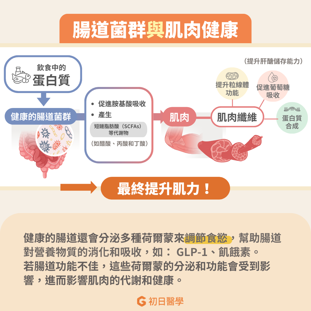 腸道菌群能產生短鏈脂肪酸（SCFAs）等代謝物，如醋酸、丙酸和丁酸。這些短鏈脂肪酸能增強肌肉細胞的胰島素敏感性、改善葡萄糖的吸收與促進肝醣合成，以及增強線粒體功能和緩解全身性發炎。這些過程共同作用，提升肌肉的生長與維持肌肉的健康和功能，最終提升肌力！