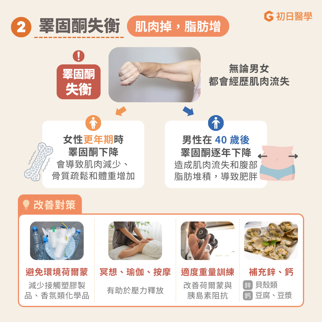 睪固酮，不僅在性功能上扮演重要角色，更是一種全身性的荷爾蒙，由腎上腺和卵巢分泌，存在於男性與女性的體內。 這種荷爾蒙有助於蛋白質的合成，對於維持肌肉、骨骼健康，以及血糖控制、膽固醇調節和免疫功能，都具有關鍵作用。 然而，當睪固酮失衡時，男女皆可能經歷肌肉流失。一般來說，肌肉量會在 30 歲時達到巔峰，之後逐漸減少；到了 40 歲之後，每 10 年大約會下降 8%，而 70 歲之後，每 10 年甚至會減少 15% [ref]。 特別是在男性超過40歲之後，睪固酮水平會逐年下降，進而導致肌肉減少和腹部脂肪堆積，引發腹部肥胖與代謝症候群等問題。 為了改善睪固酮失衡所導致的肌肉流失問題，首先應儘量避免受到環境荷爾蒙的影響，如：減少接觸塑膠製品與含化學成分的香氛類物品。適當紓解壓力也至關重要，可以透過冥想、瑜伽或按摩等方式放鬆身心。同時，適度進行重量訓練不僅能強化肌肉，還能有效改善荷爾蒙失衡與胰島素阻抗 [ref]。最後，透過飲食補充富含鋅的食物，例如貝殼類或南瓜籽，有助於維持睪固酮的正常功能，進一步促進肌肉與整體健康的維持 [ref]。