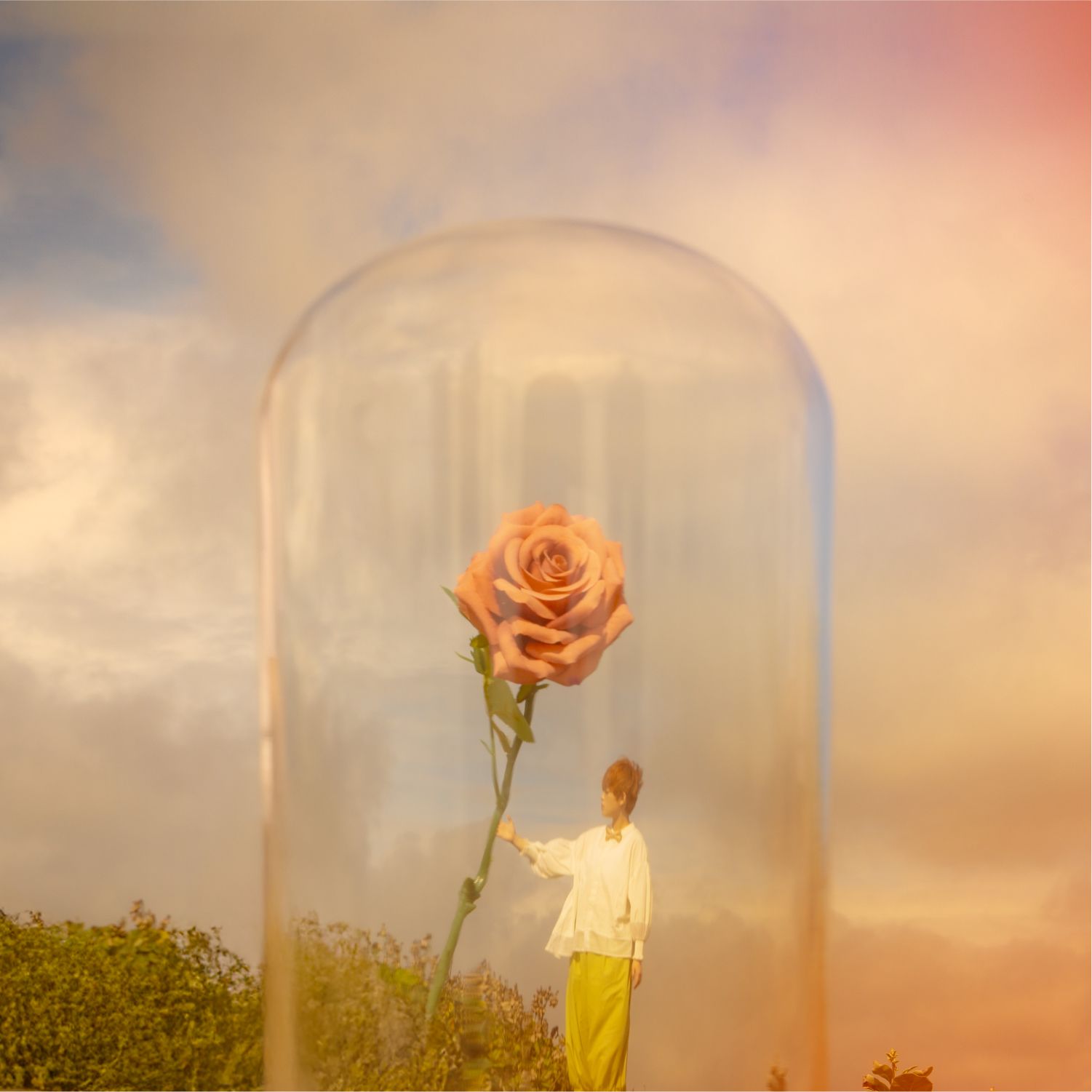 玫瑰 The Rose