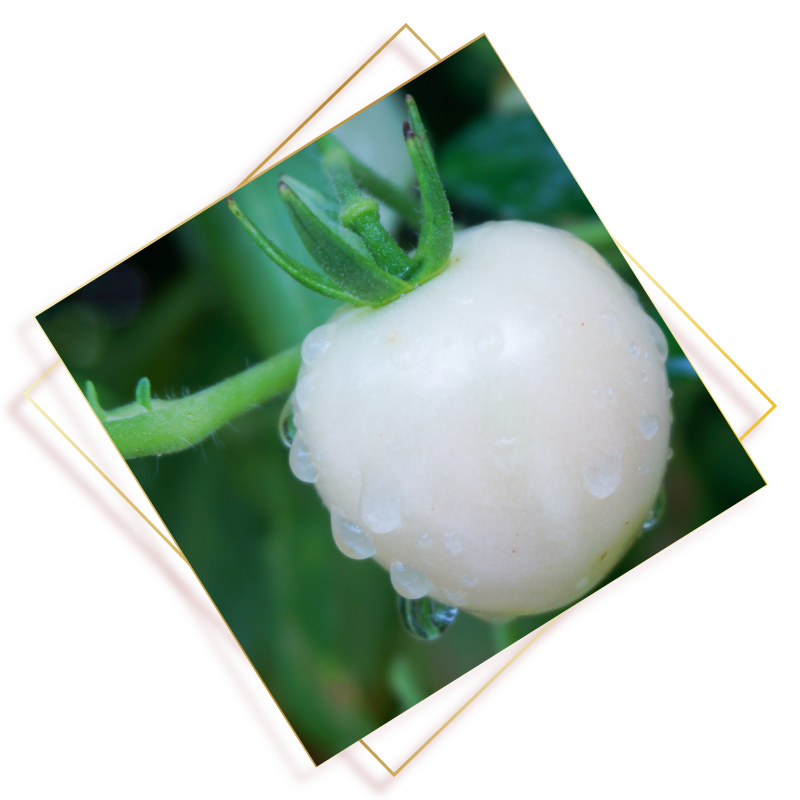 雪白美晶®新配方-白番茄萃取