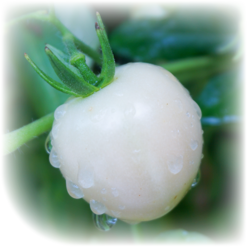 雪白美晶®新配方-白番茄萃取