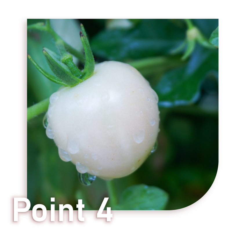 Pearl Tomato 雪白美晶®白蕃茄