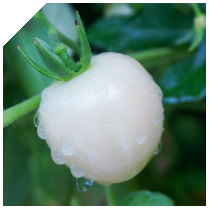 雪白美晶®白蕃茄