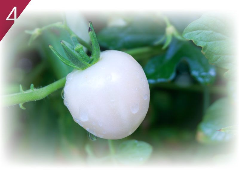 養胎聖果推薦Pomanox®帕瑪仕濱海紅石榴