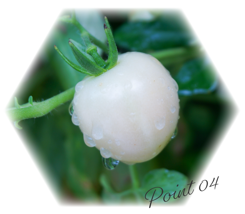 Pearl Tomato®雪白美晶白蕃茄