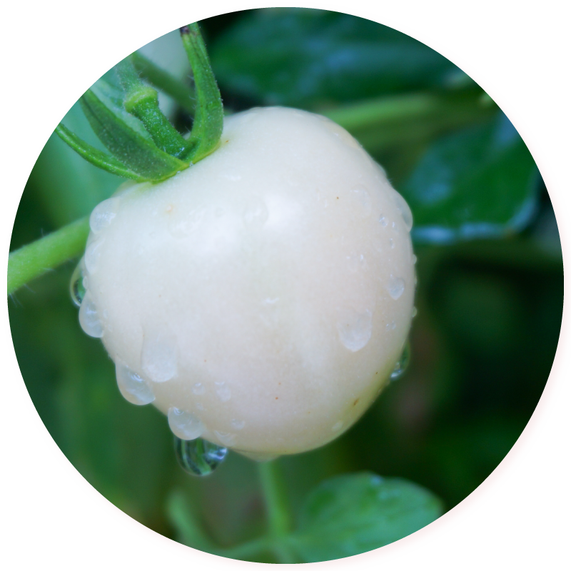 Pearl Tomato®雪白美晶白番茄