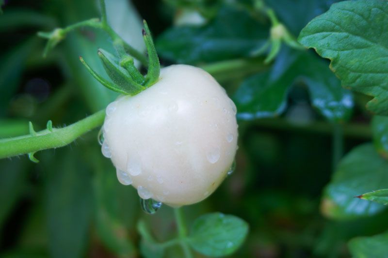 Pearl Tomato® 雪白美晶®  白番茄