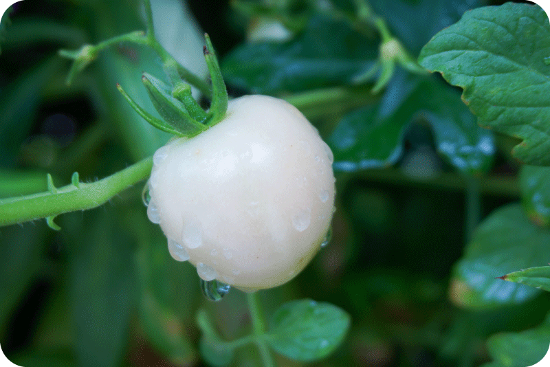 Pearl Tomato ® 雪白美晶白番茄