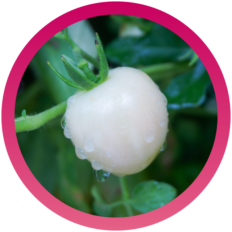 Pearl Tomato® 冰晶番茄