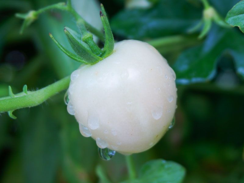 Pearl Tomato® 冰晶番茄